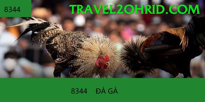 Đá Gà Trực Tiếp - 789BET