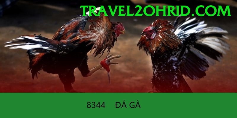 Đá Gà Trực Tiếp - Ưu đãi đặc biệt